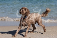 Labradoodle - Miniature