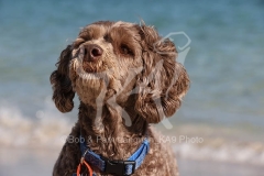 Labradoodle - Miniature