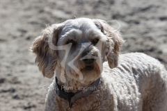 Labradoodle - Miniature