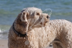 Labradoodle - Miniature