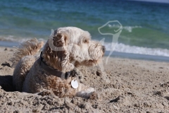 Labradoodle - Miniature