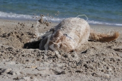 Labradoodle - Miniature