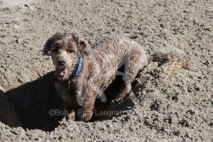 Labradoodle - Miniature