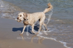 Labradoodle - Miniature