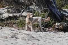 Labradoodle - Miniature