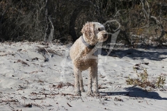 Labradoodle - Miniature