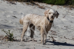 Labradoodle - Miniature