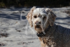 Labradoodle - Miniature