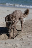 Labradoodle - Miniature