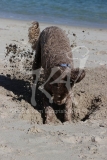 Labradoodle - Miniature