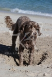 Labradoodle - Miniature