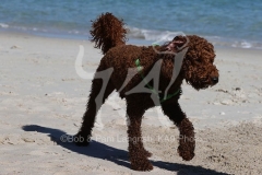 Labradoodle - Miniature