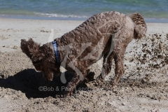 Labradoodle - Miniature