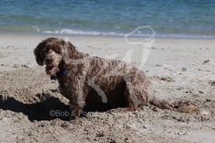 Labradoodle - Miniature