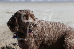 Labradoodle - Miniature
