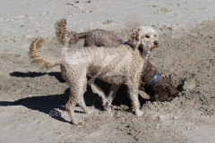 Labradoodle - Miniature