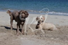 Labradoodle - Miniature