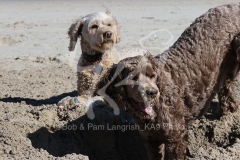 Labradoodle - Miniature