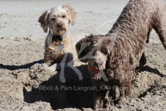 Labradoodle - Miniature