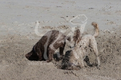 Labradoodle - Miniature