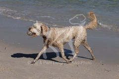Labradoodle - Miniature