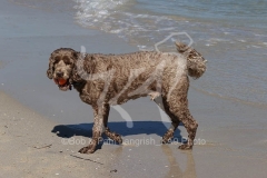 Labradoodle - Miniature