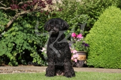 Labradoodle - Miniature