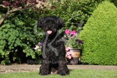 Labradoodle - Miniature