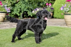 Labradoodle - Miniature