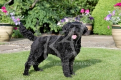 Labradoodle - Miniature