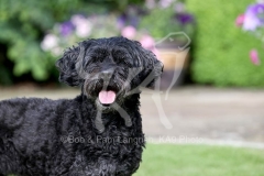 Labradoodle - Miniature