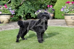 Labradoodle - Miniature