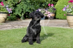 Labradoodle - Miniature