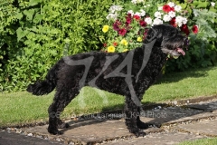 Labradoodle - Miniature