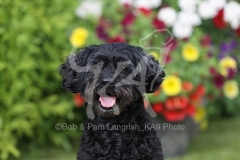 Labradoodle - Miniature