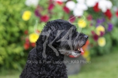 Labradoodle - Miniature