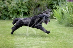 Labradoodle - Miniature