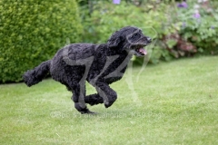 Labradoodle - Miniature