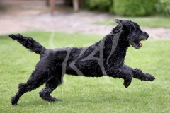 Labradoodle - Miniature