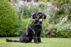 Labradoodle - Miniature