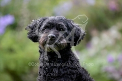 Labradoodle - Miniature