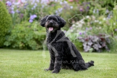Labradoodle - Miniature