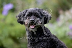 Labradoodle - Miniature