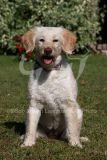 Labradoodle - Miniature