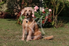 Labradoodle - Miniature