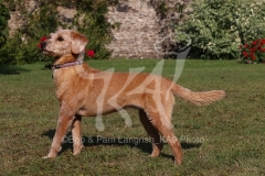 Labradoodle - Miniature