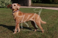 Labradoodle - Miniature