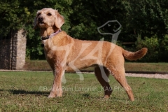 Labradoodle - Miniature