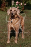 Labradoodle - Miniature