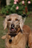 Labradoodle - Miniature